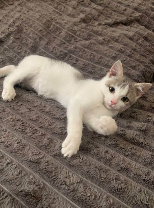 Кошеня-дівчинка, 3 місяці, шукає родину