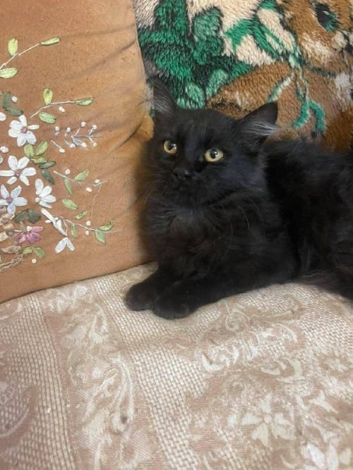 Чорний пухнастий котик, 3,5 місяця, шукає дім
