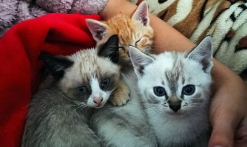 Кошенята, 2 місяці, проглистовані, шукають родину