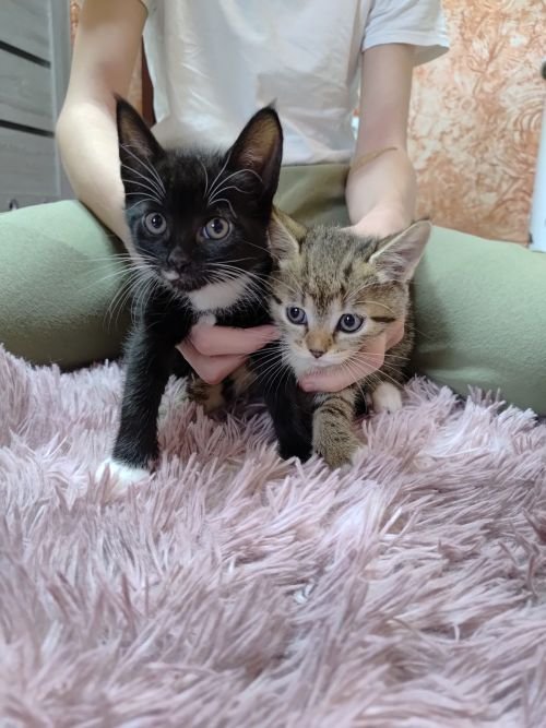 2 кішки